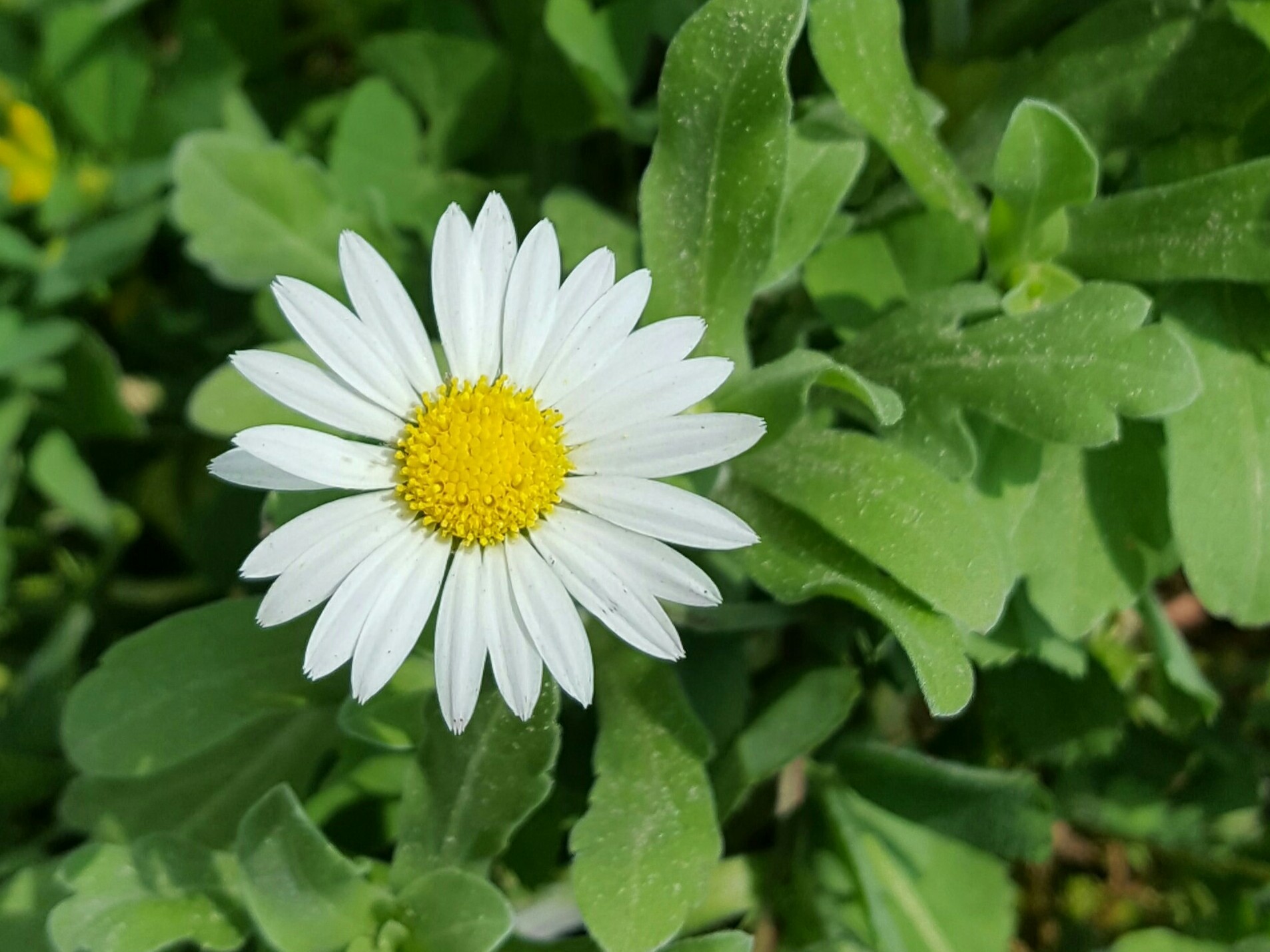 Arkansas Lazy Daisy (Aphanostephus skirrhobasis) · iNaturalist