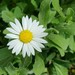 Arkansas Lazy Daisy - Photo (c) Kimberlie Sasan, some rights reserved (CC BY-ND), uploaded by Kimberlie Sasan