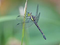 Agrionoptera longitudinalis biserialis
