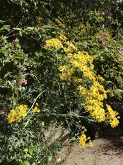 Jacobaea × albescens