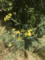 Jacobaea × albescens