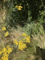 Jacobaea × albescens