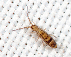 Orchesella celsa