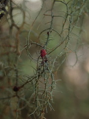 Biatoropsis usnearum