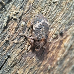 Oxyops fasciatus