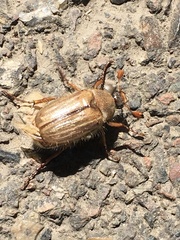 Amphimallon solstitiale