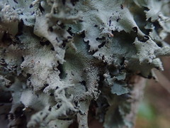 Parmotrema austrocetratum