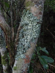 Parmotrema austrocetratum