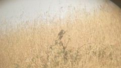 Ammodramus savannarum