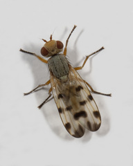 Melieria ochricornis