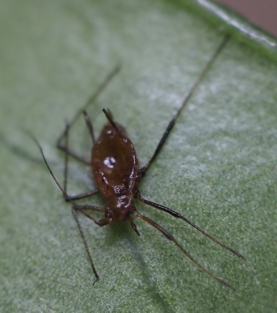 Illinoia borealis
