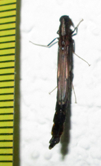 Atractocerus brevicornis