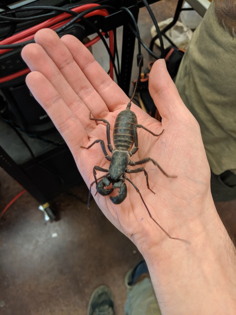 Tohono Vinegaroon from Cochise County, AZ, USA on August 24, 2019 at 08