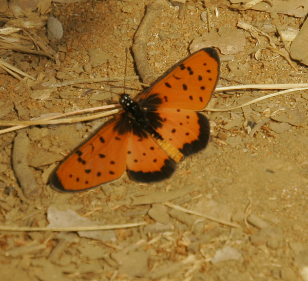 Rubraea omrora