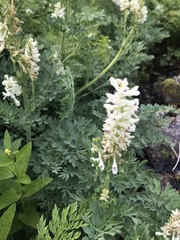 Corydalis caseana brachycarpa