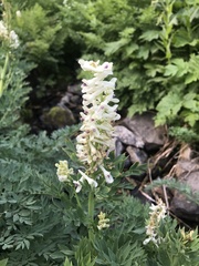 Corydalis caseana brachycarpa