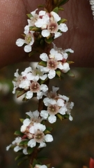 Taxandria parviceps