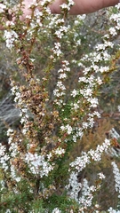 Taxandria parviceps