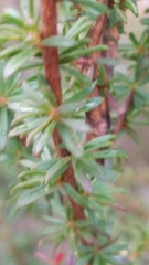 Taxandria parviceps