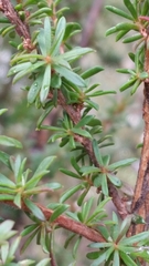 Taxandria parviceps