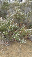Taxandria parviceps