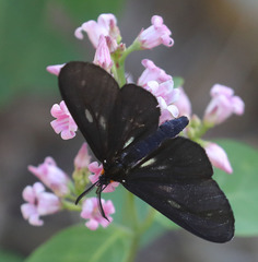 Gnophaela latipennis