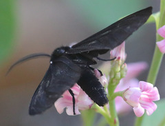 Gnophaela latipennis