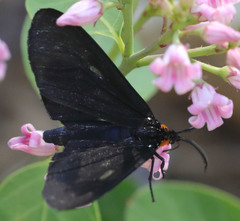 Gnophaela latipennis