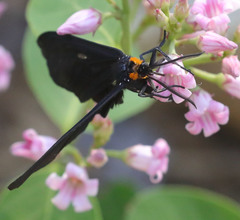 Gnophaela latipennis