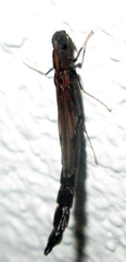 Atractocerus brevicornis