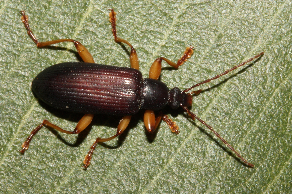 Dimorphochilus diversicollis