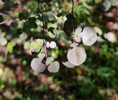 Streblus heterophyllus