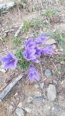 Campanula dasyantha