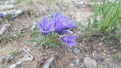 Campanula dasyantha