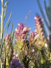 Orthocarpus cuspidatus