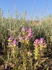 Orthocarpus cuspidatus