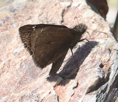 Erynnis pacuvius