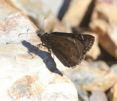 Erynnis pacuvius