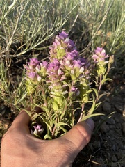 Orthocarpus cuspidatus