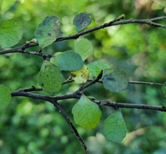 Streblus heterophyllus