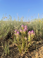 Orthocarpus cuspidatus