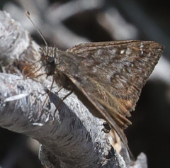 Erynnis persius
