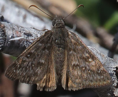 Erynnis persius
