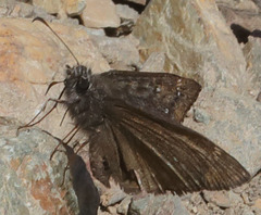 Erynnis persius