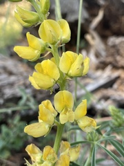 Lupinus croceus