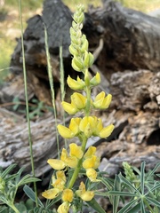Lupinus croceus