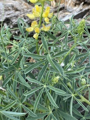 Lupinus croceus
