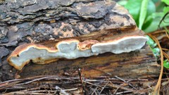 Rigidoporus microporus