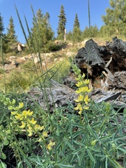 Lupinus croceus