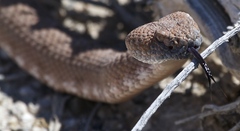 Crotalus stephensi